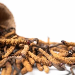 CORDYCEPS MILITARIS